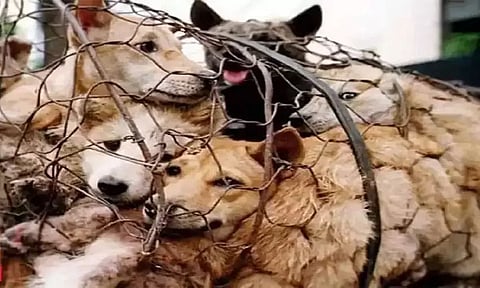 Gauhati High Court stays ban on dog meat across Nagaland