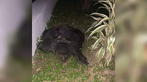 Kindness is not yet dead, Assam University professor saved a turtle from being sold