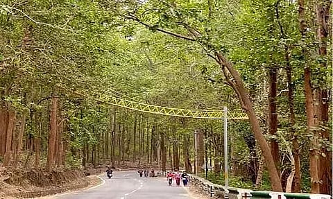 A bridge has been built to help reptiles cross the road in Uttrakhand