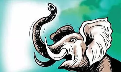 Anthrax fear in Dibrugarh: elephant carcass found