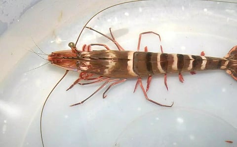 Japan lifts inspection of Black Tiger shrimps from India
