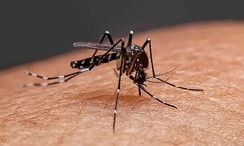 Rare genus of malaria detected in Kerala