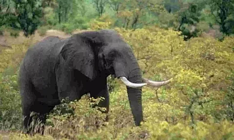 Two elephants dies of electrocution in West Karbi Anglong, Assam