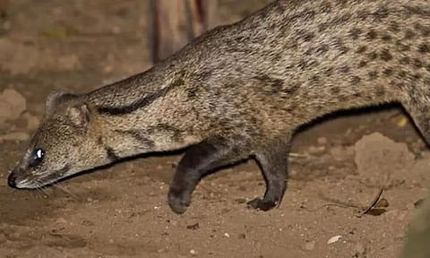 Arunachal Pradesh: 3 Great Indian Civet cubs rescued, handed over to Zoological Park, Itanagar
