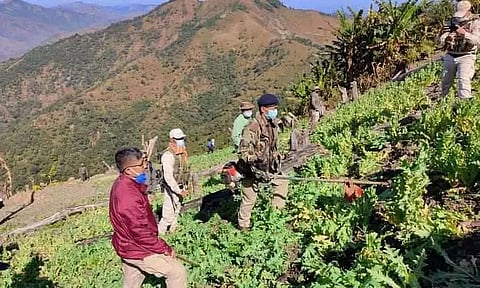 1315 acres of poppy plants destroyed by Manipur police