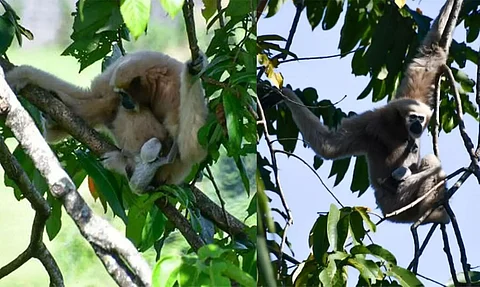 Two New Hoolock Gibbons born in Itanagar Zoo