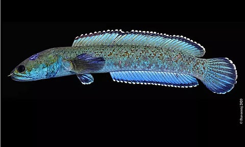 Photo Credit: Praveen Raj Jayasimhan