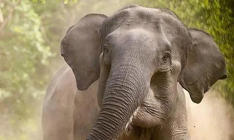 Assam: One killed in elephant attack in West Karbi Anglong