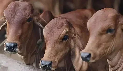 21,549 cattle seized across Assam from 2016 to October 31, 2020