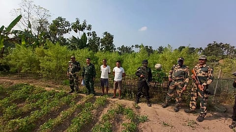 BSF, Meghalaya Police destroyed Hemp plants in Tura