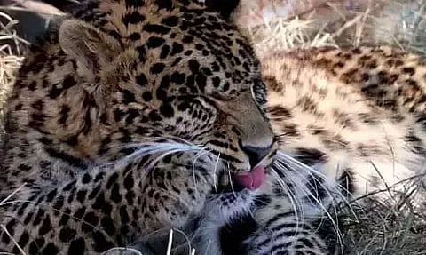 Carcass of six-month-old Leopard found in Maligaon, Guwahati