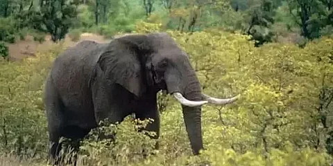 Elephant calf found dead at Borsapori Numaligarh in Golaghat