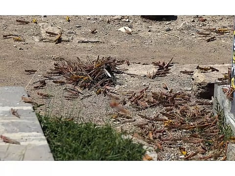 Ethiopia deploys planes, helicopters to fight locust invasion