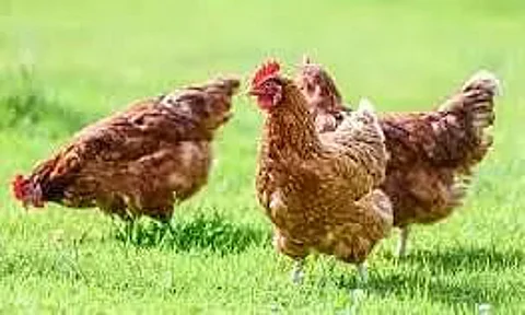 Bird Flu Outbreak: Kerala to Rajasthan Impacted, All States on "High Alert"
