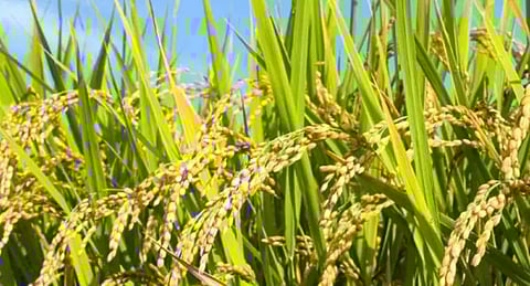 Workshop on Rice Knowledge Bank at KVK Training Hall, Diphu