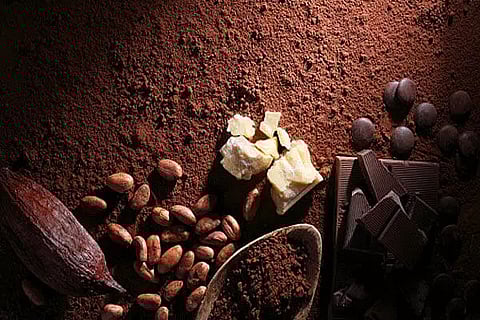 Cocoa butter: To ease winter woes