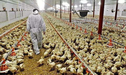Bird Flu Outbreak: Assam Govt Imposes Temporary Ban on Import of Poultry