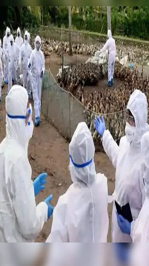 TEMPORARY BAN ON IMPORT OF POULTRY, ASSAM