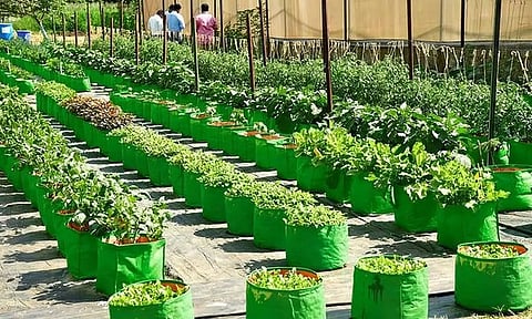 ICAR-IIHR to Organize Five-Day National Horticultural Fair from February 8 to 12