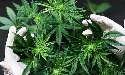Cannabis For Pain May Cause Withdrawal Symptoms