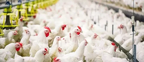 Bird flu spreads in Maharashtra; no ban yet