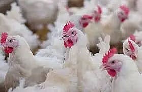 Meghalaya Govt Bans Import of Poultry Products from Assam