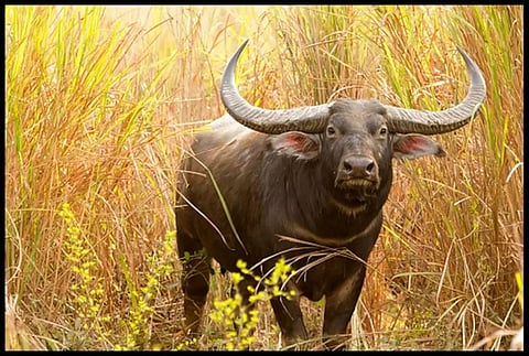 Restrictions imposed in Burhachapori Wildlife Sanctuary