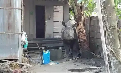Stray rhino spotted at Jamugurihat