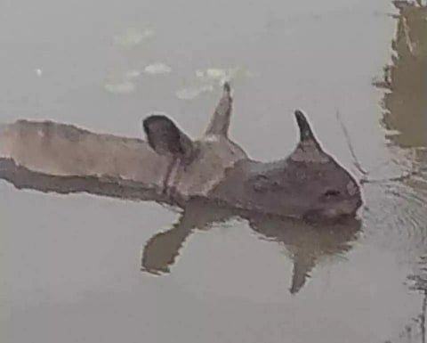 Rhino runs amok in Sootea