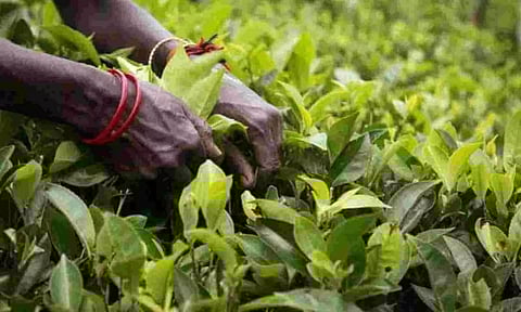 Land allotment proposals to landless and small tea growers approved