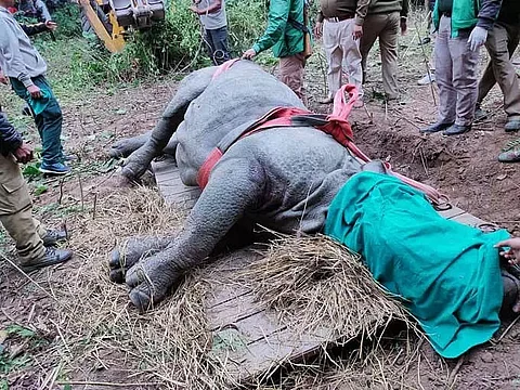 Rhino which had strayed out of Kaziranga National Park tranquilized