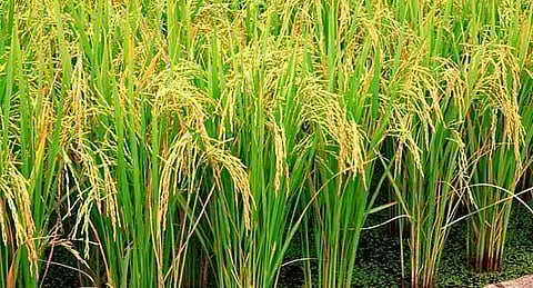 Three districts likely to have bumper Sali rice production this year