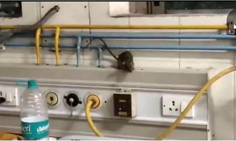 Video of rats running around ICU goes viral, raises question regarding hygiene and treatment