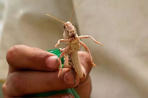 FAO warns of renewed desert locust invasion