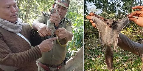 2 Rescued Flying Squirrels Released in D. Ering Wildlife Sanctuary, Arunachal Pradesh