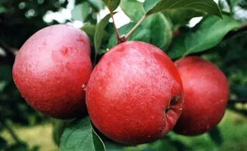 Low chilling variety of apple introduced in Arunachal district