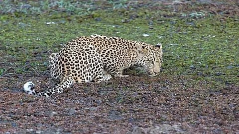 Alert sounded, patrolling on as leopard seen in Delhi villages