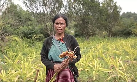 Meghalaya turmeric farmer Trinity Saiyoo is an icon in the true sense. Here's why