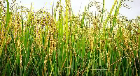 Paddy procurement centre at Khowang Ghat to start functioning from February 9