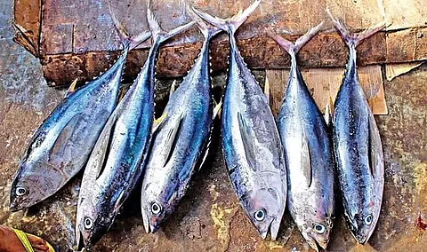 Tamil Nadu fishermen baffled at Kerala police for destroying tuna fish