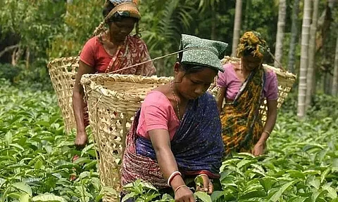 Minimum Wage of Assam Tea Garden Workers to be Increased in Next 10 Days: Himanta Biswa