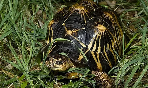 Two endangered Radiated tortoises seized by Assam Rifles in Manipur