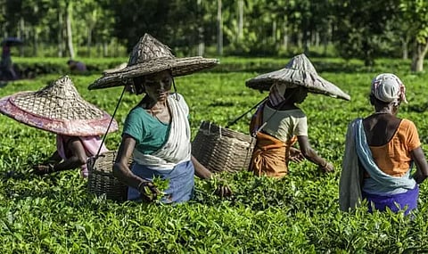 Focus on Assam's tea-plantation workers
