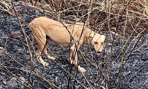 Puppy Burnt to Death in Madhya Pradesh