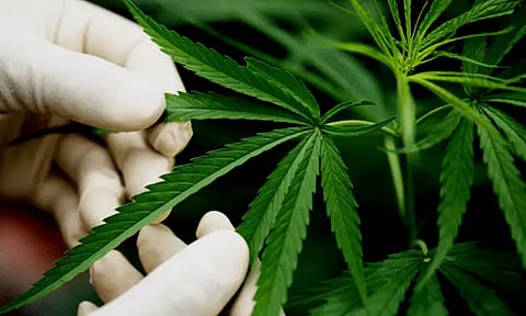 Cannabis therapy may reduce blood pressure (BP) in older adults