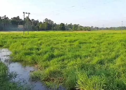 This Village of Assam Won't Celebrate Kati Bihu this time