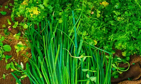 Green leafy veggies may up thinking skills later