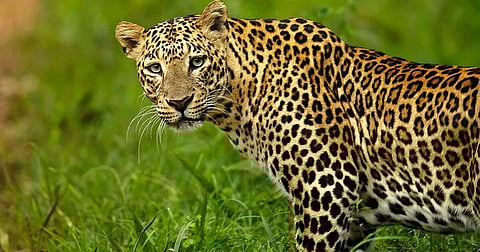 Model developed for precise count of leopard population