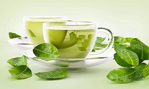 Green tea compound epigallocatechin gallate EGCG ideal to tackle tumour
