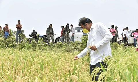 Tripura: 'Mysterious Disease' of Plants Reportedly Destroys Crops in Tripura, Minister Pays Visit